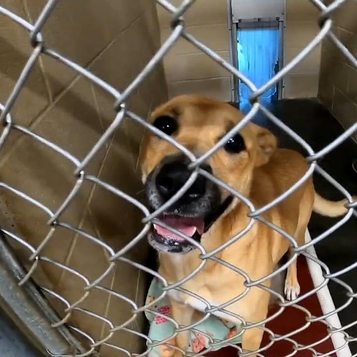 Dog thefts from Henry-Trimble county animal shelter prompts fundraiser to build a fence